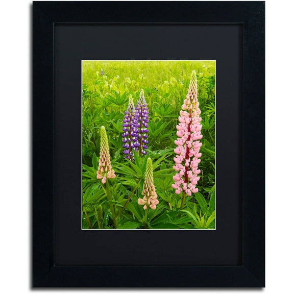 Trademark Fine Art "Lupine Family" Canvas Art by Michael Blanchette Photography Black Matte, Black Frame