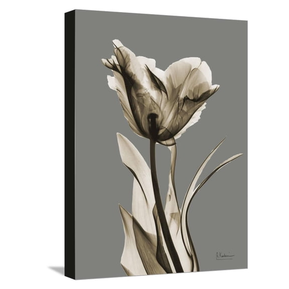 Art.com Tonal Tulip on Gray Stretched Canvas Print Wall Art by Albert Koetsier, 12" x 16"