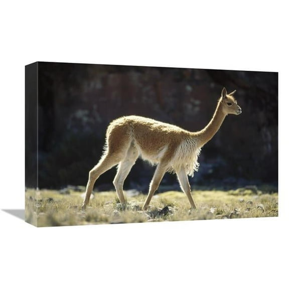 12 x 18 in. Vicuna Male on Lookout for Rivals, Pampa Galeras Nature Reserve, Peru Art Print - Tui De Roy