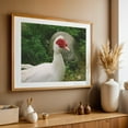 thumbnail image 5 of White duck. - Photography Wildlife Bird Animal Nature Farm Rural Pastoral Unframed Wall Art Print 20 x 28 inches, 5 of 7