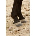 thumbnail image 2 of Kaveney, Wendy 23x32 White Modern Wood Framed Museum Art Print Titled - Namibia, Aus Close-up of wild horse hooves, 2 of 4