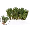 thumbnail image 2 of 1 Box Static Grass Tuft Model Lowland Shrubs Tuft Terrain Model Aritificial Plants DIY Miniature for Train Landscape Railroad Scenery (Green), 2 of 5