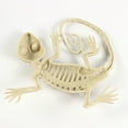 thumbnail image 4 of kjfeif Halloween Skeleton Geckos Prop Animal Bones Party Shop Decoration for Indoor Outdoor Halloween Decorations Party Props, Yard Patio Lawn Garden Props Decor, 4 of 8