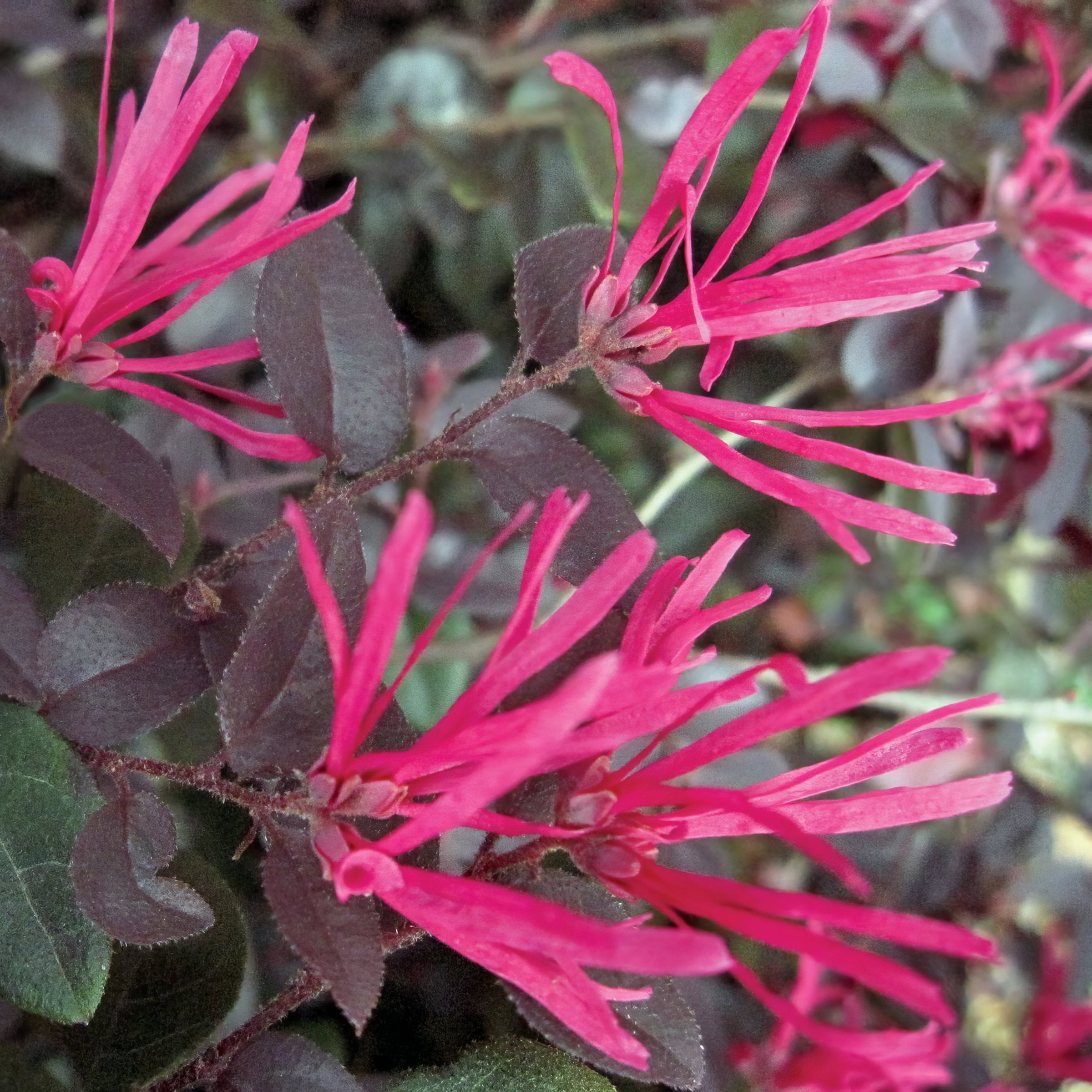 1 gal. Loropetalum Cerise Charm Live Shrub Condition with Full Sunlight