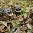 thumbnail image 4 of YongCo Smiling African Rain Frogs Resins Miniature Sculpture Home Garden Decors Gift, 4 of 16