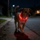 thumbnail image 5 of Collar De Plástico Collar de seguridad para perros pequeños, medianos y grandes con luz LED roja recargable por USB (1 unidad) JASKFLY, 5 of 8