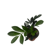 Rare ZZ Plant - Zamioculcas zamiifolia - 4 Pot - Best House Plant in the World