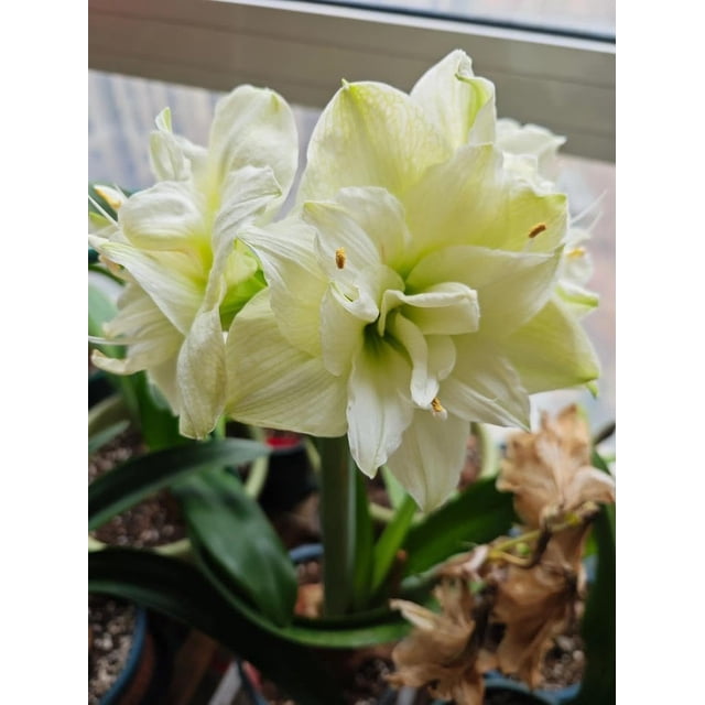 GSDWIUEW Double Amaryllis Bulbs for Fall Planting Large Hippeastrum Perennial Flowers Bulbs Size 10-11 Inch Perfect for Garden, Gift with Wrapping and Planting Instruction (2, White Symphony)