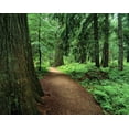 thumbnail image 2 of Flaherty, Dennis 14x12 White Modern Wood Framed Museum Art Print Titled - MT, Kootenai NF Trail amid ferns and cedar trees, 2 of 4