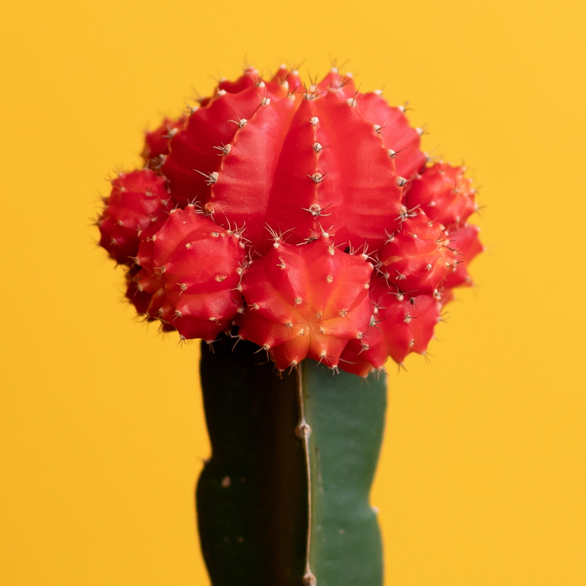 Element by Altman Plants Multicolor Grafted Cactus Succulent, Live Indoor House Plant with Grower Pots, 2.5 inch, Pack of 4
