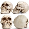 thumbnail image 3 of Réplica 1:1 a tamaño real del modelo READAEER de cráneo humano (blanco), 3 of 9
