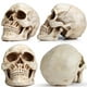 thumbnail image 3 of Réplica 1:1 a tamaño real del modelo READAEER de cráneo humano (blanco), 3 of 9