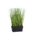 thumbnail image 1 of Long Grass In Rectangle Pot Plant, 1 of 2