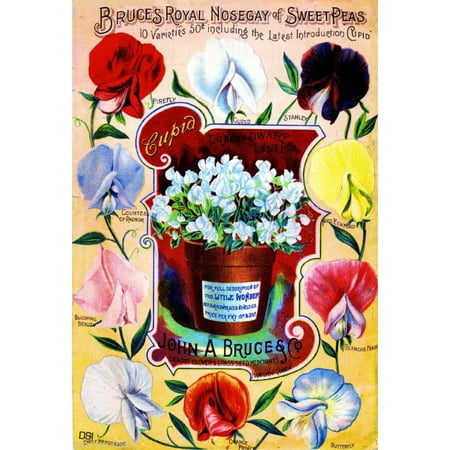 Sweet Pea Wedding Flowers - Nosegay Sweet Peas Vintage Flowers Seed Packet Catalogue Advertisement Poster
