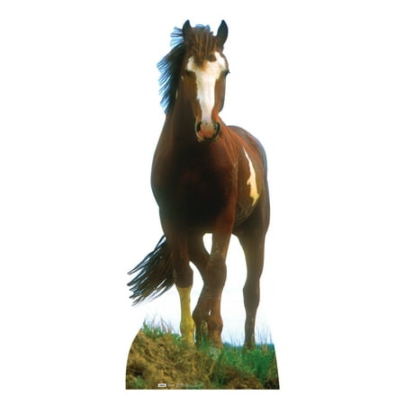 Mustang Horse