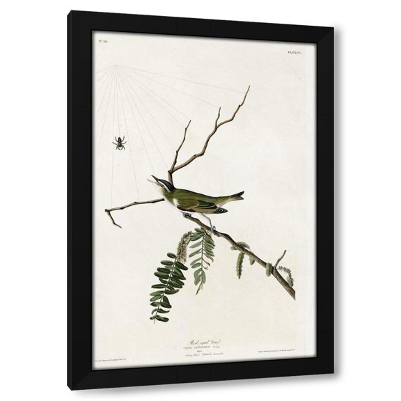 Vintage Apple Collection 11x14 Black Modern Wood Framed Wall Art Titled - Red Eyed Vireo
