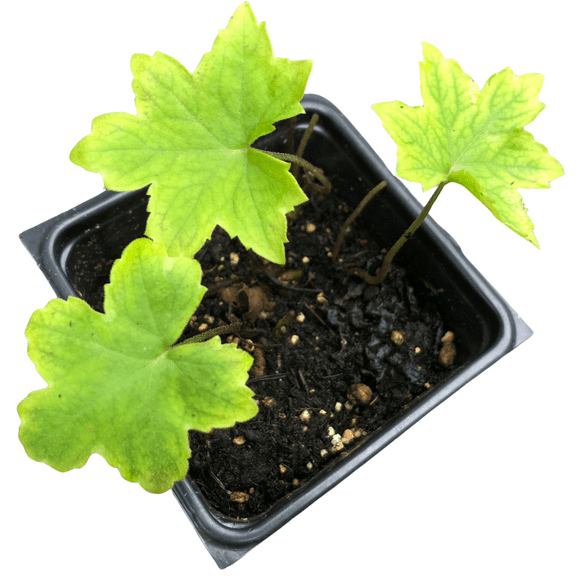 Virginia Waterleaf (Hydrophyllum virginianum) Organic Plant in 2.5-inch Pot by Smoke Camp Crafts - Eastern waterleaf