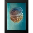 thumbnail image 2 of Halevy, Yaron 13x18 Black Modern Framed Museum Art Print Titled - Jellyfish - Phylorhiza Punctata, 2 of 5