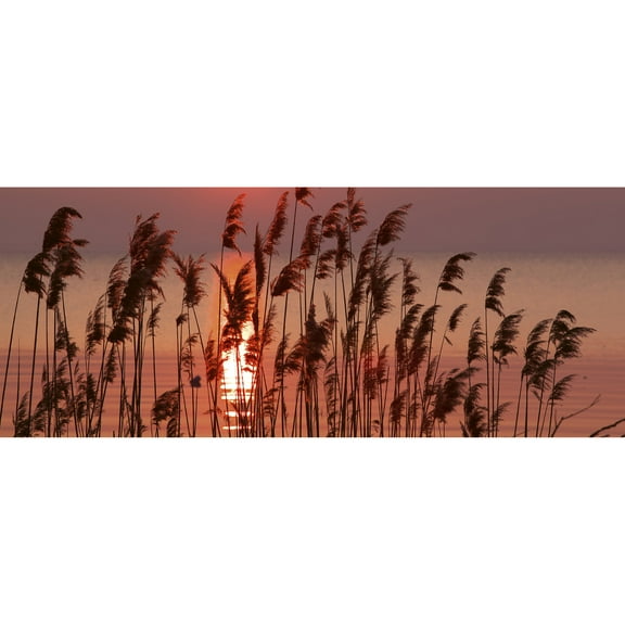 Dimex Reed On Lake Wall Mural