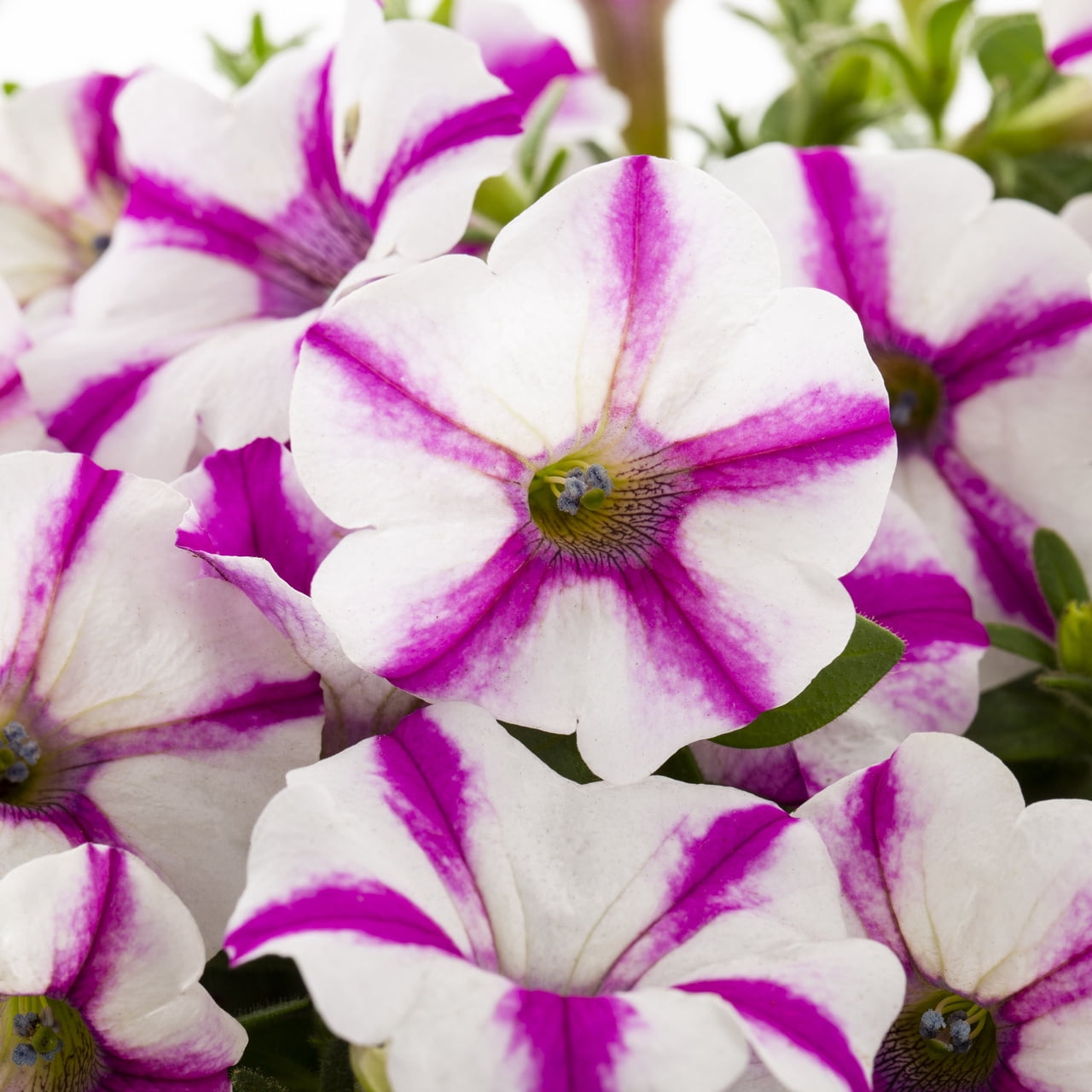 Proven Winners 1.5PT Multicolor Petunia Live Annual Plant Sun 5-Pack