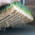 thumbnail image 5 of Pro Micro Jute Microgreens Grow Mat Roll - 10 Inches Wide By 100 Feet Long - 1 Roll - Professional Hydroponic Growing Pad for Trays or Gutter - Micro Greens & Wheatgrass, 5 of 5
