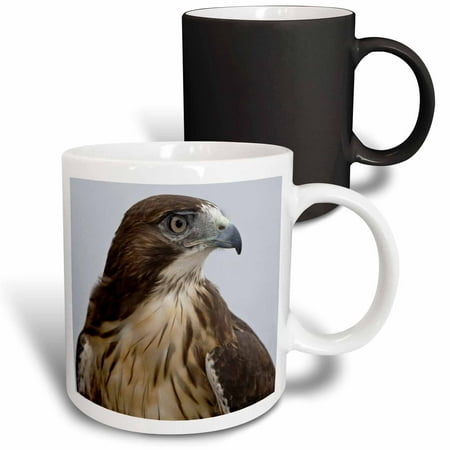 

3dRose USA Alaska Ketchikan. Red-tailed hawk bird - US02 BJA0235 - Jaynes Gallery Magic Transforming Mug 11oz