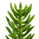 thumbnail image 3 of Set de 6 Suculentas Artificiales Nearly Natural de 20 cm, 3 of 3