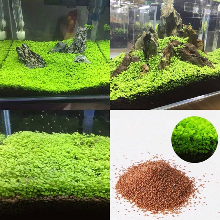 etagere pour plantes Etagère pour plante intérieur en bois multi niveaux main image 1