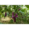 thumbnail image 4 of 1000 Seeds LONG PURPLE EGGPLANT Solanum Melongena Esculentum Vegetable Seeds, 4 of 7
