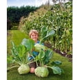 thumbnail image 4 of Exotic Kohlrabi Giant Cabbage Seeds | 100+ Seed Packet | Grow This Giant Heirloom Cabbage | Rare Vegetable Seeds for Planting, 4 of 5