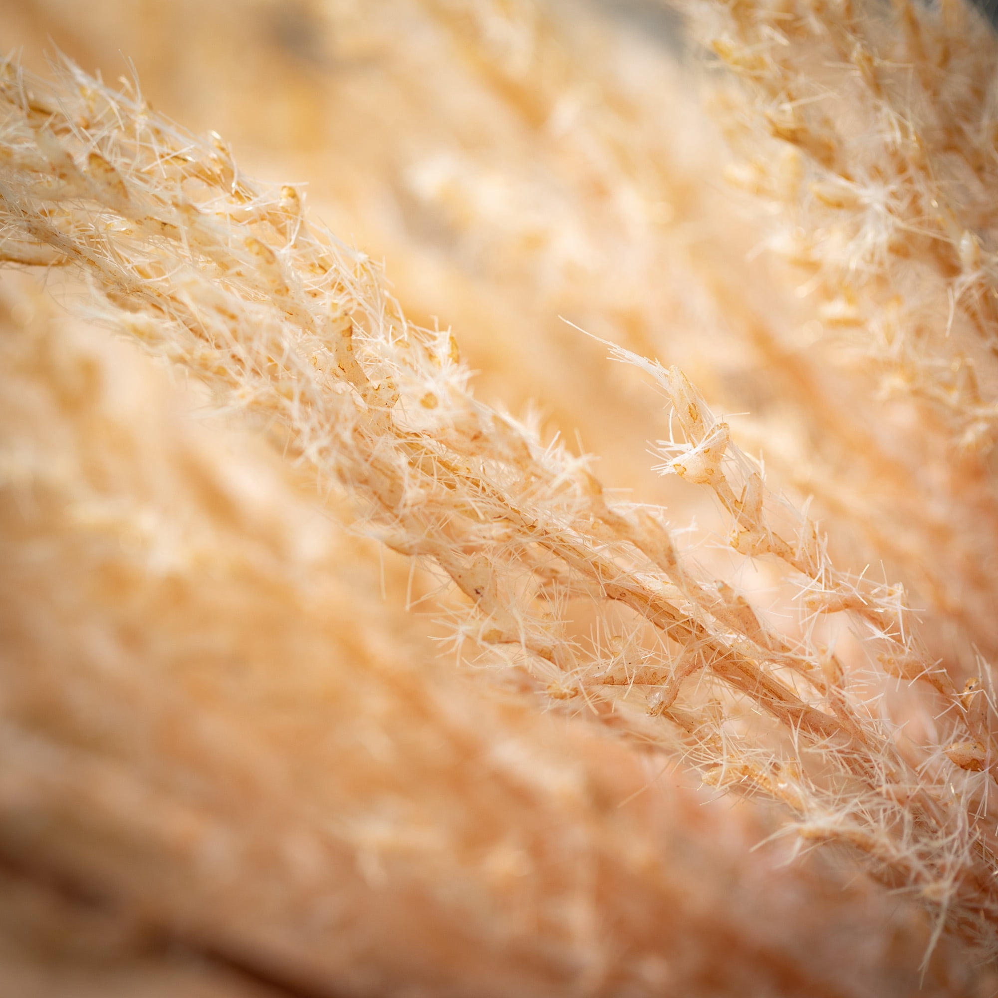 Sullivans Artificial Dried Wheat-Hue Reed Stem 48"H Gold
