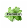 thumbnail image 3 of Bouchard Dark Chocolate Mint Thins (72% Cacao) 5.3 oz (.3 lb/150g), 3 of 5