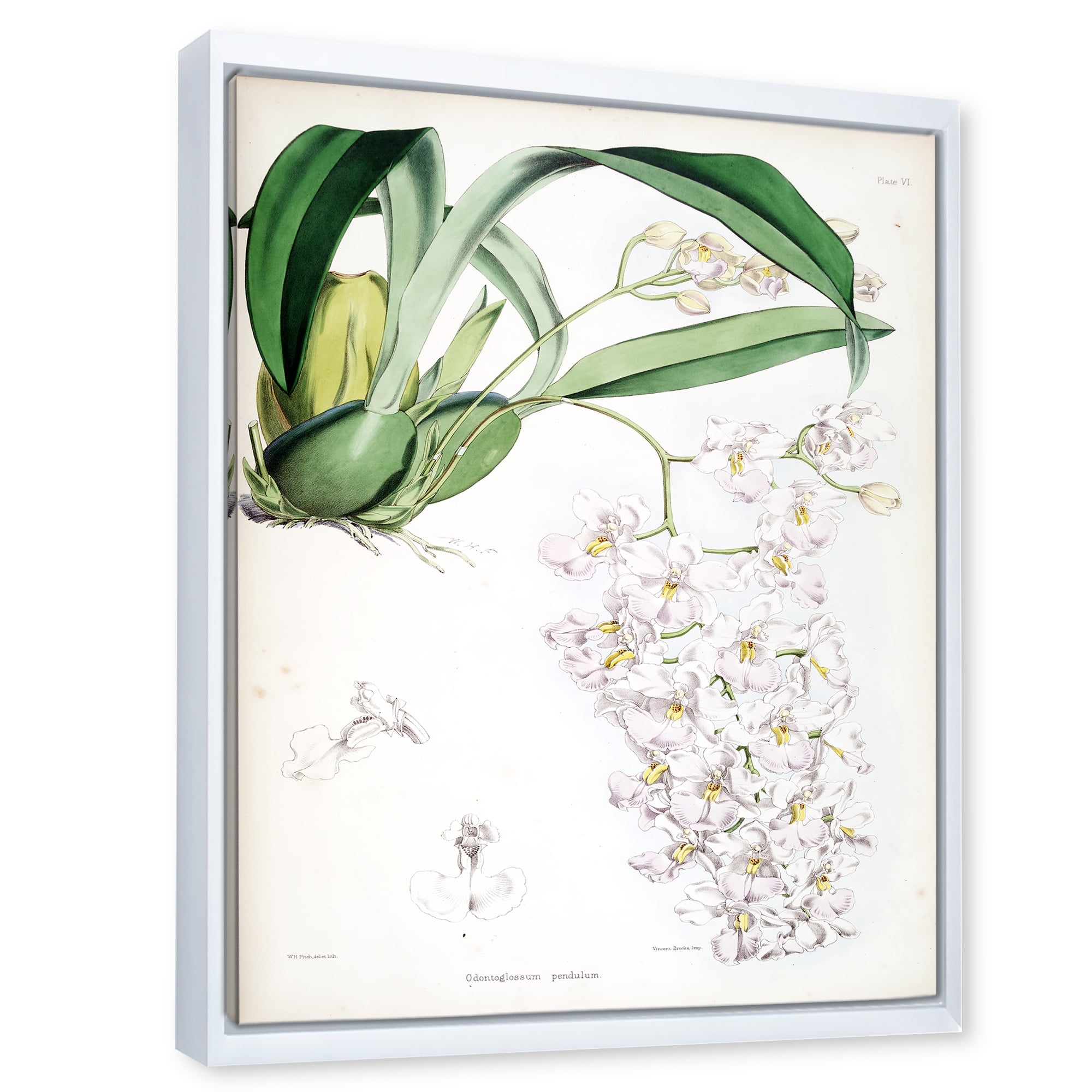 Designart 'Ancient White Orchid II' Traditional Framed Canvas Wall Art Print