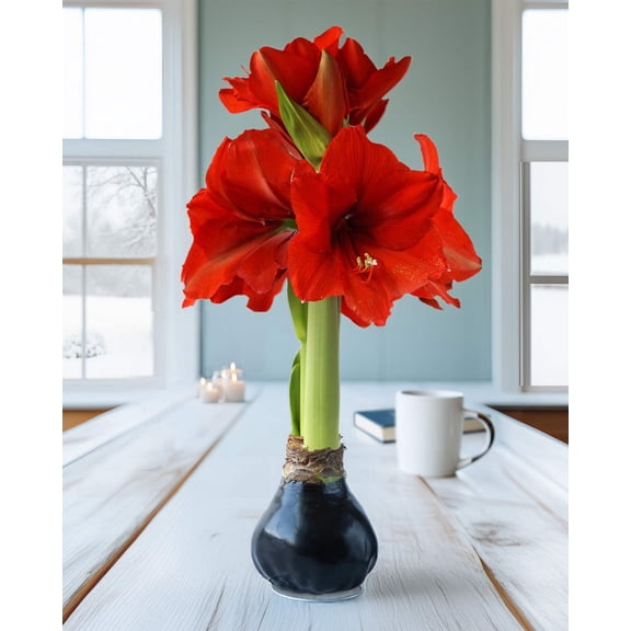 Black Waxed Amaryllis with Red Flower