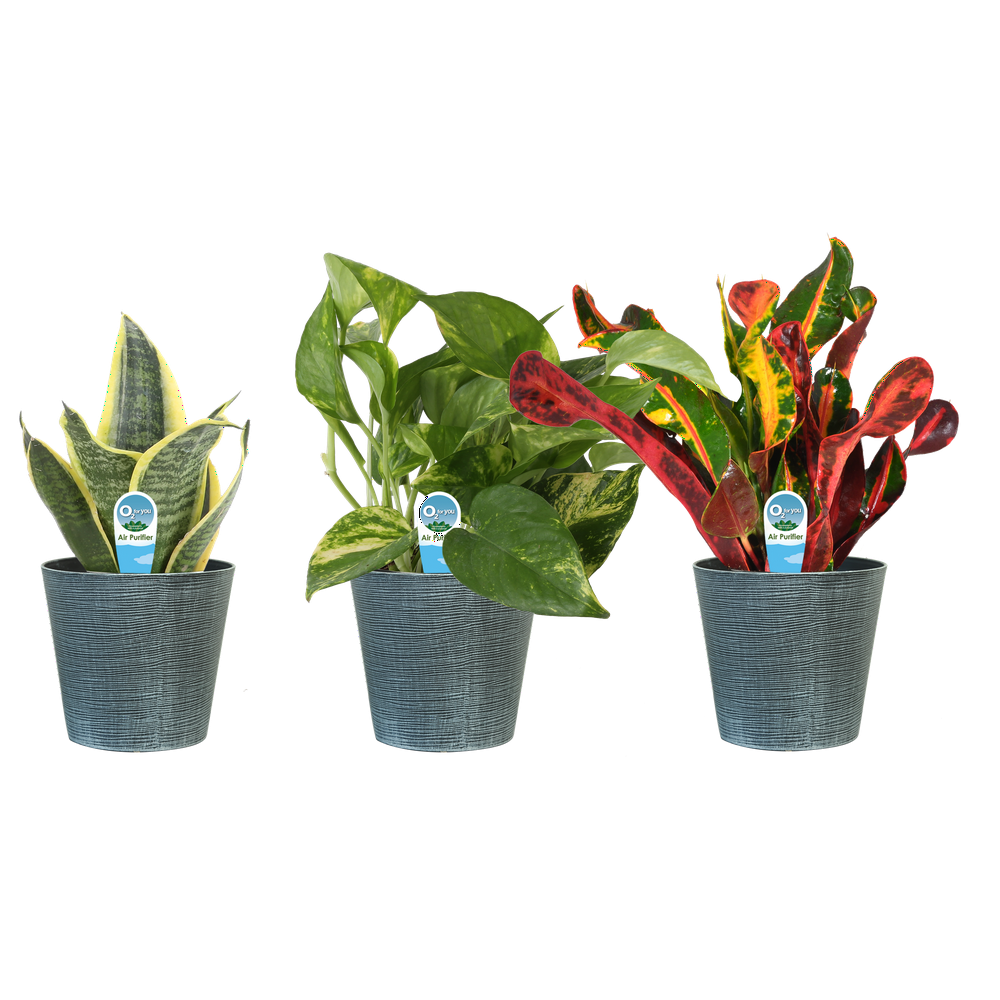 Costa Farms Live Indoor 10in Tall Plants With Benefits In 4in Décor Planter 3 Pack Walmart