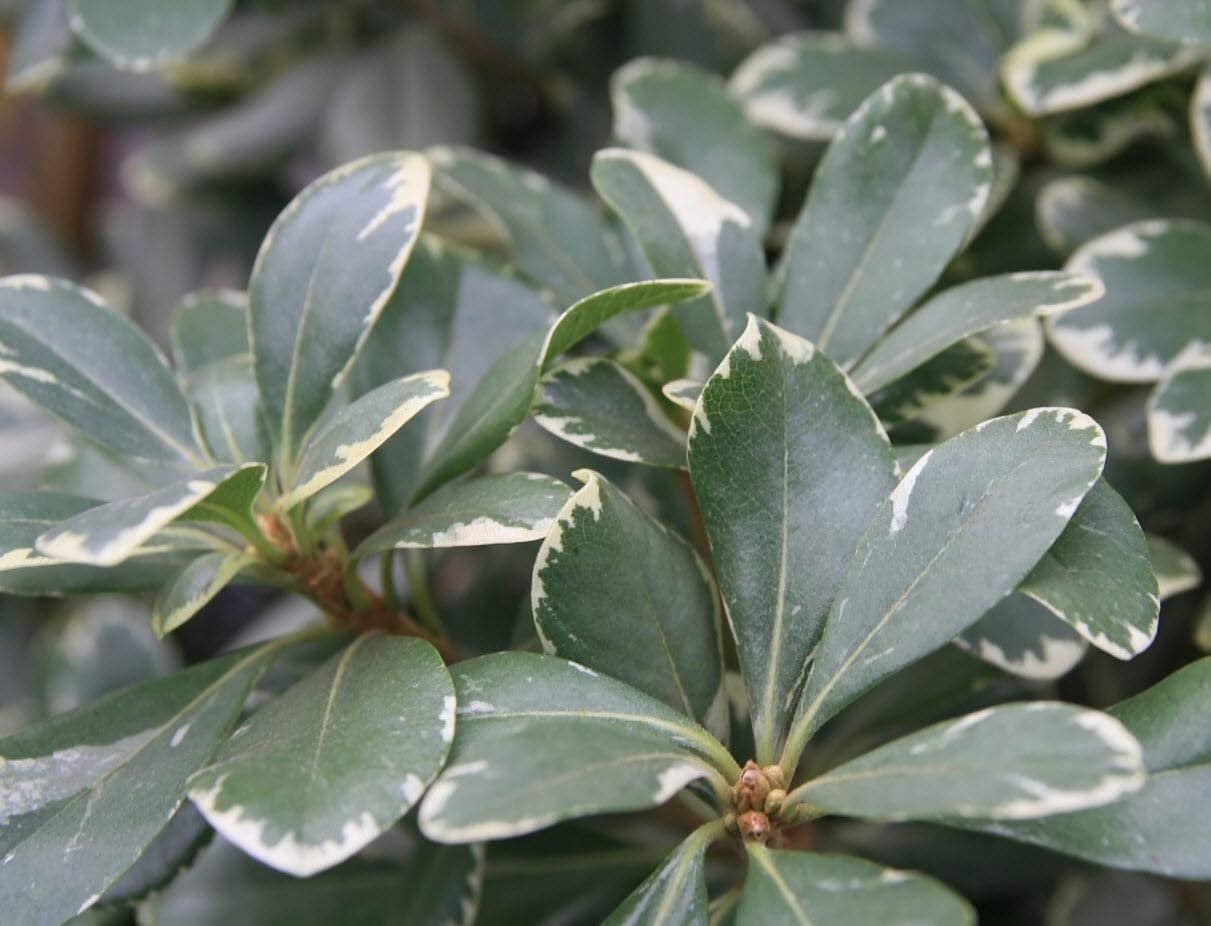 Variegated Pittosporum  10 Live Plants  Pittosporum Tobria Variegatum  Evergreen Border Accent Hedge Shrub