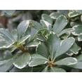 thumbnail image 4 of Variegated Pittosporum  20 Live Plants  Pittosporum Tobria Variegatum  Evergreen Border Accent Hedge Shrub, 4 of 9