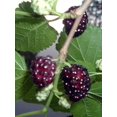 thumbnail image 2 of 15 Graines de Mûrier Rouge Morus Rubra Fruit Buisson / Arbre, 2 of 5