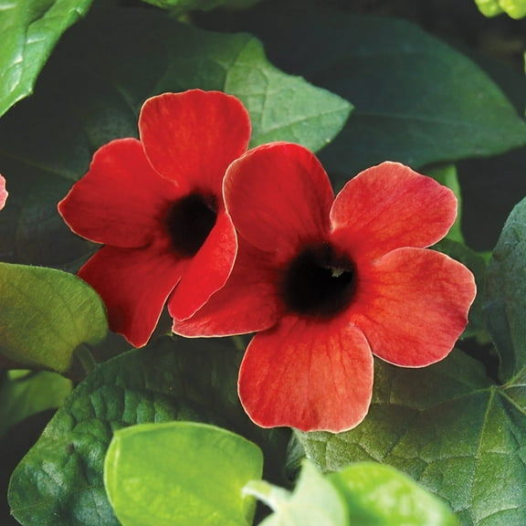 Black Eyed Susan Vine ‘Sunny Susy Cherry” Live Starter Plant