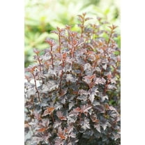 Summer Wine Black Ninebark-Striking Deciduous Shrub-Ideal for Borders 3 Gallon