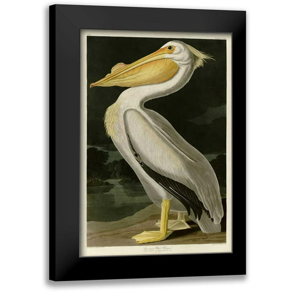 Audubon, John James 11x14 Black Modern Framed Museum Art Print Titled - American White Pelican