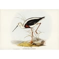 thumbnail image 2 of Gould, John 14x11 Black Modern Framed Museum Art Print Titled - Banded Stilt-Chladorhynchus pectoralis, 2 of 4