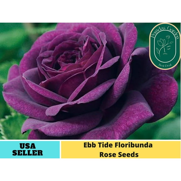 32  Seeds| Purple Ebb Tide Floribunda Rose Seeds - Authentic Seeds - Perennial~ GMO Free ~Flower seeds~ ~ Asian Garden~ Herbs B5G1#1041