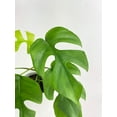 thumbnail image 3 of Rhaphidophora Tetrasperma Mini Monstera 'Ginny' - Live Air-Purifying Indoor Plant in Nursery Pot – Easy Care, Low Maintenance Houseplant for Home & Office Decor, Natural Air Cleaner, Best for, 3 of 7