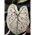 thumbnail image 2 of Blue Buddha Farm: Cranberry Star Caladium (2 Bulbs) - Easy to Grow Indoor or Outdoor Perennial Plant, 2 of 5