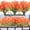 Red, variant on ZOELNIC 6 Bundles Artificial Daisy Mums Flowers Outdoor Fake Fall Flowers for Decoration No Fade Faux Plastic Autumn Flower Garden Porch Window Box Decor（Red）