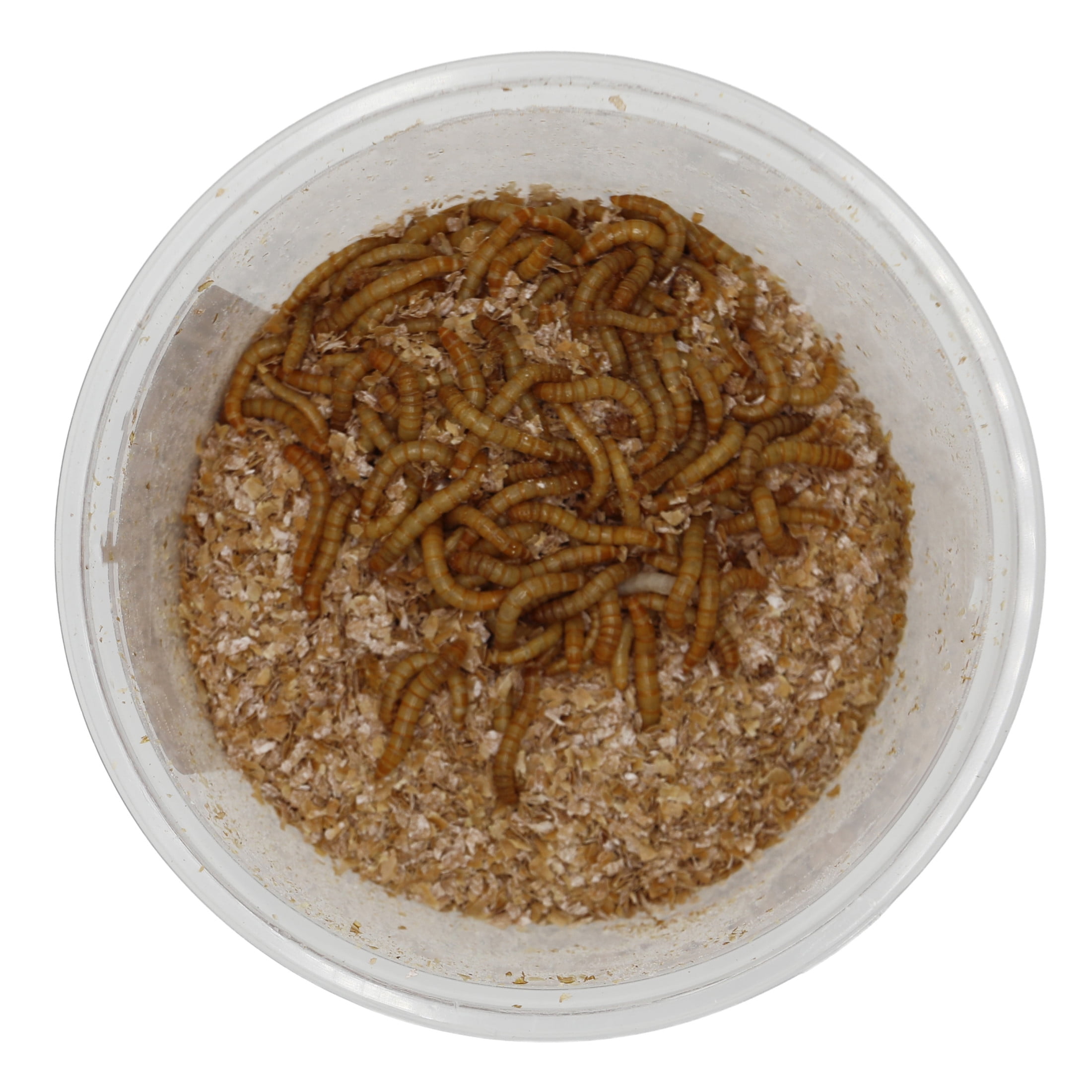ReptiCulture Mealworm 500 ct