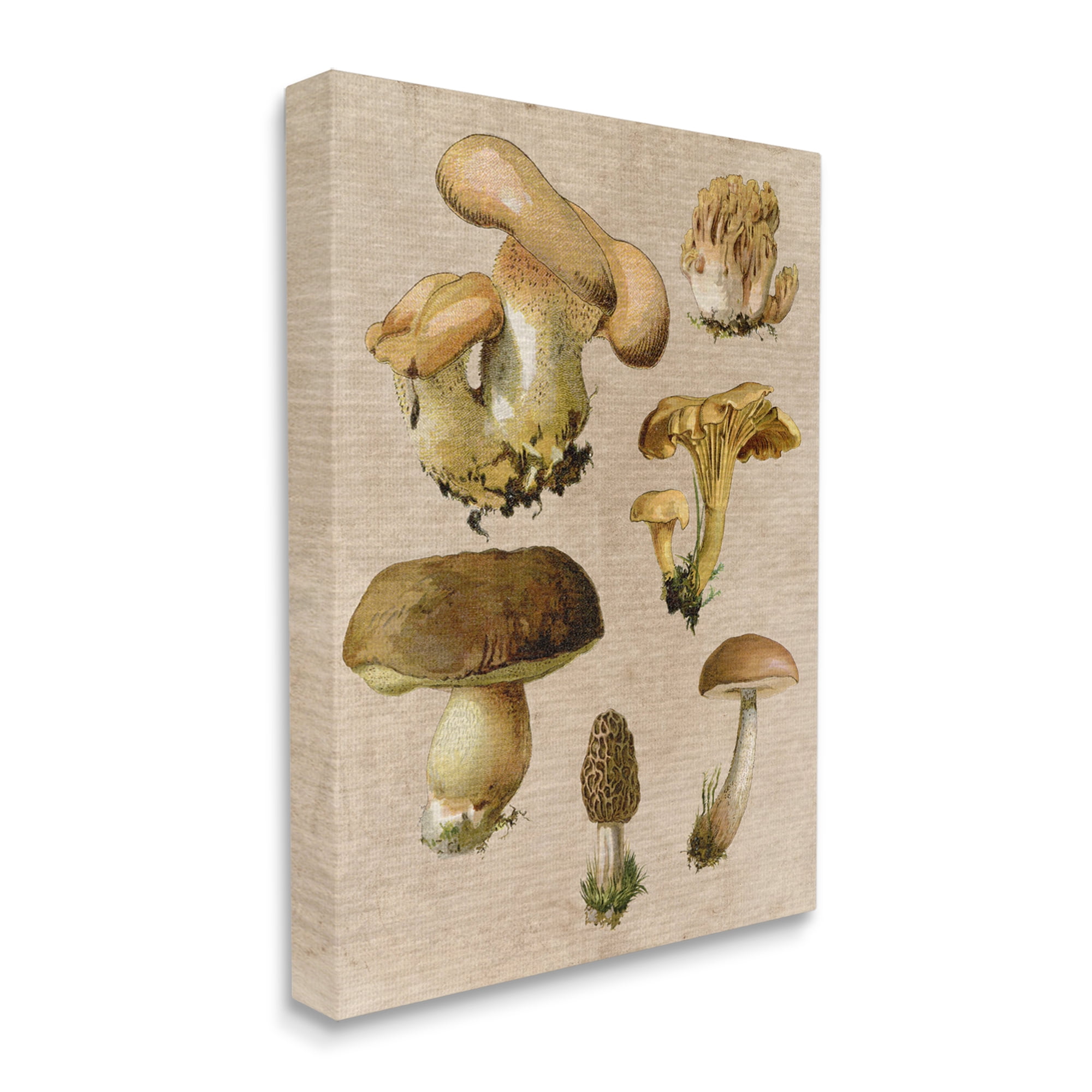 Stupell Industries Vintage Mushroom Drawings Botanical & Floral Painting Gallery Wrapped Canvas Art Print Wall Art, 30 x 40