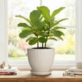 thumbnail image 4 of Wliror 8 Inch Cream White Ceramic Planter with Drainage – Warm Off‑White Flower Pot for Indoor Plants, Fiddle Leaf Figs, Ferns, 4 of 7
