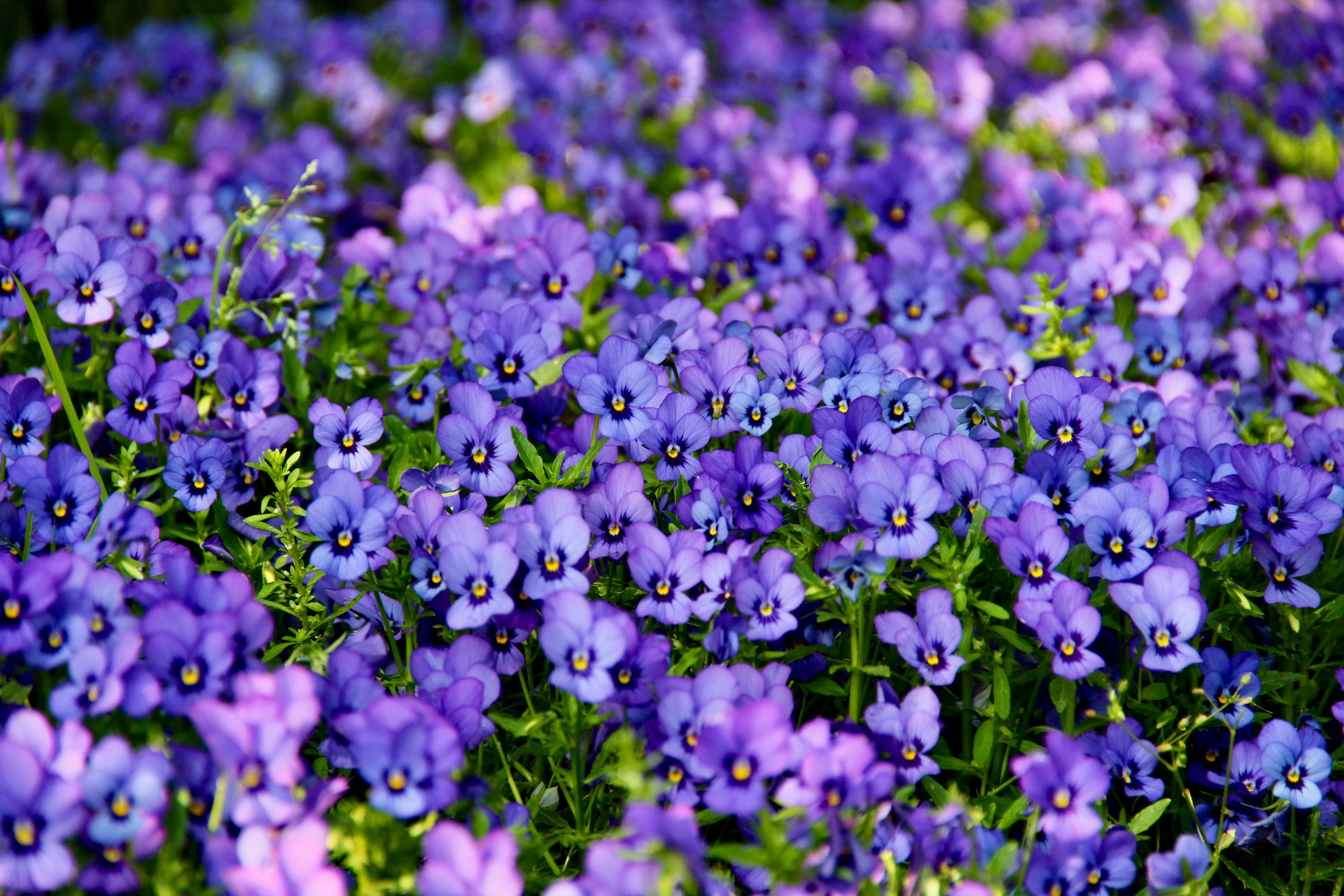 Expert Gardener Perennial Pansy Spring Live Plants Outdoor, 4 Count